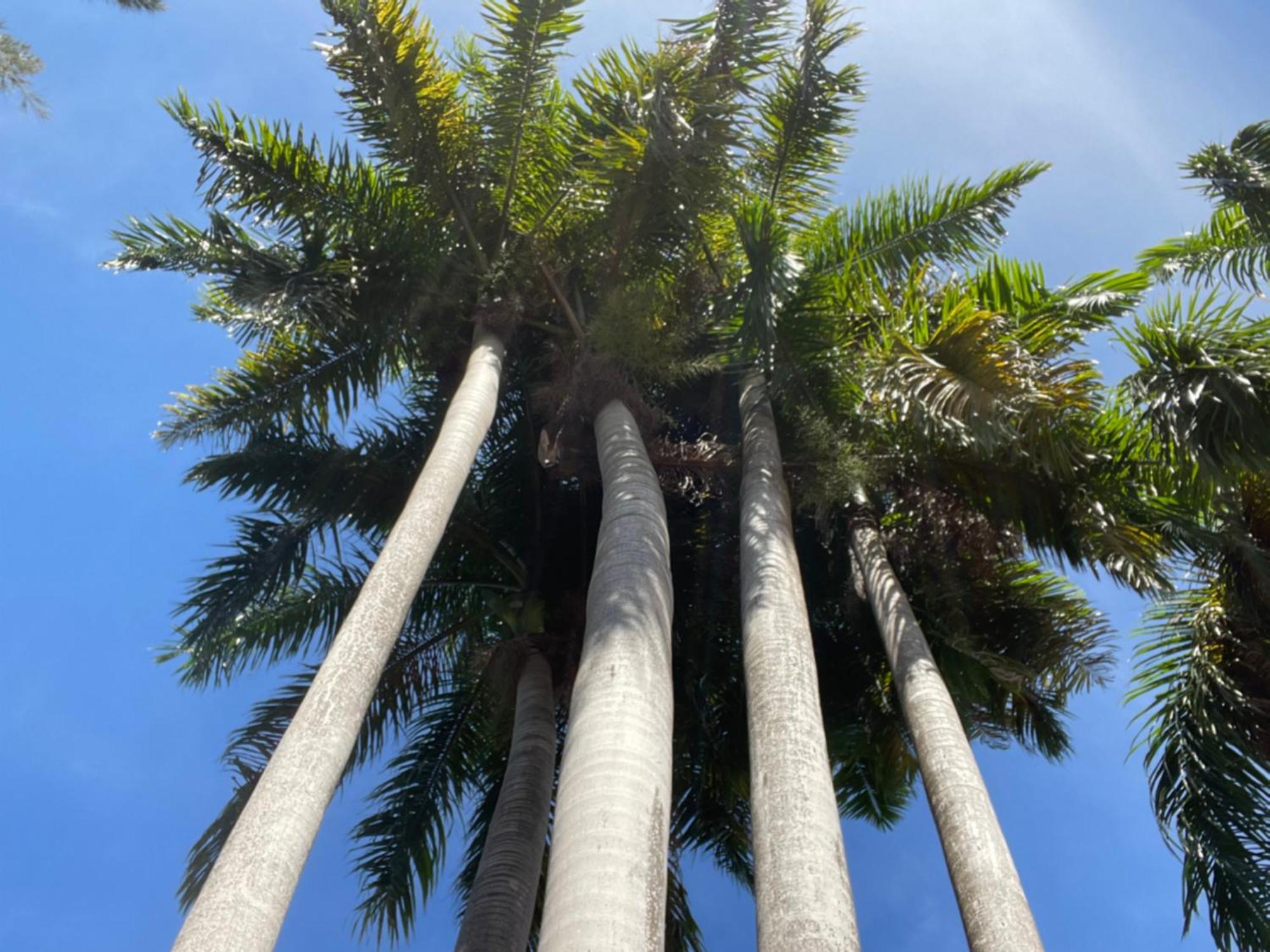 فندق Peaceful Palms مونتيغو باي المظهر الخارجي الصورة