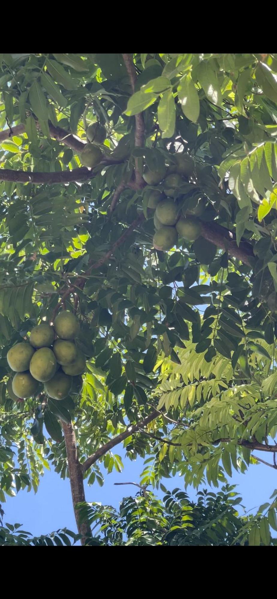 فندق Peaceful Palms مونتيغو باي المظهر الخارجي الصورة